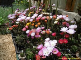 Echinopsis Hybriden Ansicht 